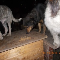 photo de livraison pour Pro Animals Finland ry