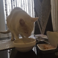 photo de livraison pour Les chats de l'Indifférence