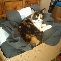 photo de livraison pour Jardin des Chats