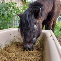 photo de livraison pour Les Chevaux d'Elo