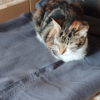 photo de livraison pour Cat Miaou