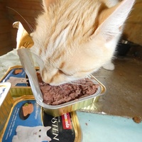 photo de livraison pour Jardin des Chats