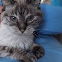 photo de livraison pour Vallée des Chats