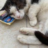 photo de livraison pour A Pas De Chats