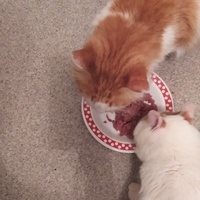 photo de livraison pour Protect Cat