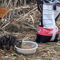 photo de livraison pour Ecole du Chat des Alpilles