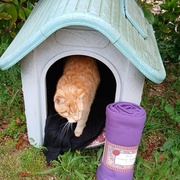 photo de livraison pour Les Chats Libres de Nimes Agglo