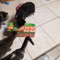 photo de livraison pour La Patte de l'Espoir 57