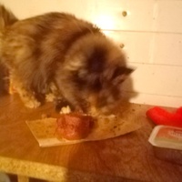 photo de livraison pour Chats errants du val du crenu