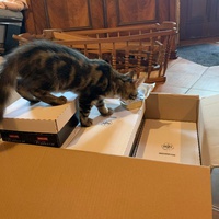 photo de livraison pour Les Chats de Condom 32