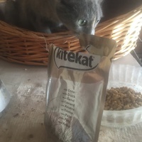 photo de livraison pour Association des Chats Camarguais