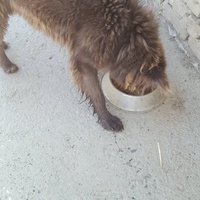 photo de livraison pour Udruženje za zaštitu životinja "Pongo"