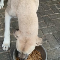 photo de livraison pour Civic Initiative Kane Korzo Skopje