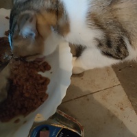 photo de livraison pour La Compagnie des Chats bleus