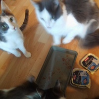 photo de livraison pour Les Chats du Nord Meusien