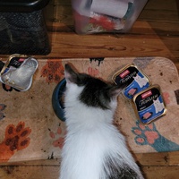 photo de livraison pour Les Chats libres de Fleurance