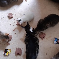 photo de livraison pour Pour l'Amour des Chats