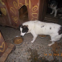 photo de livraison pour Pro Animals Finland ry