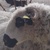 photo animal