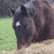 photo animal