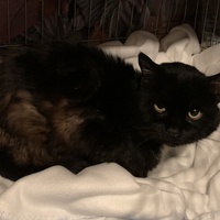 photo de livraison pour Les Chats lectourois