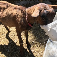 photo de livraison pour La Ferme des Zanimobiles