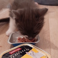 photo de livraison pour Bien vivre avec les Chats Sallélois