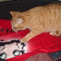 photo de livraison pour Chats du Quercy