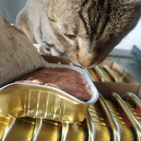 photo de livraison pour Les Pattounes de l'Espoir