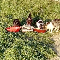 photo de livraison pour Les chats Port-Saint-Louisiens