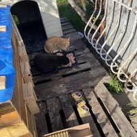 photo de livraison pour Les chats Port-Saint-Louisiens