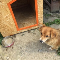 photo de livraison pour Save & Hope for Dogs