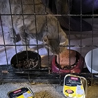 photo de livraison pour Association Chats Errants Val de Nièvre