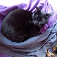photo de livraison pour Les Amis de Michouette