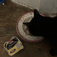 photo de livraison pour Cosette