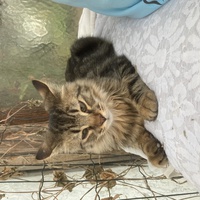 photo de livraison pour Association Des  Chats  De Hyeres