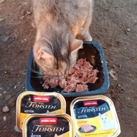 photo de livraison pour Les Chats-Pitresdelavi-Ste