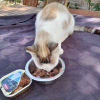 photo de livraison pour Cat Miaou