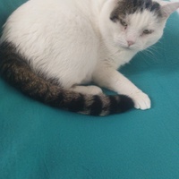 photo de livraison pour Association Les Chat'mis de Caramel
