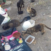 photo de livraison pour Les Chats-Pitresdelavi-Ste