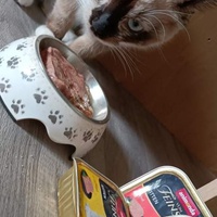 photo de livraison pour Les chats de l'Indifférence