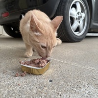 photo de livraison pour Les Chats de la Rue