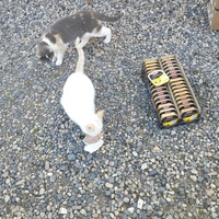 photo de livraison pour Hearthland Royal Horse