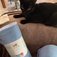 photo de livraison pour Les chats Port-Saint-Louisiens