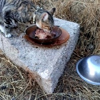 photo de livraison pour L'Ecole du Chat Istreen