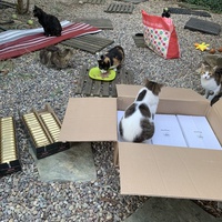 photo de livraison pour Les chats de chez nous