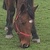 photo animal