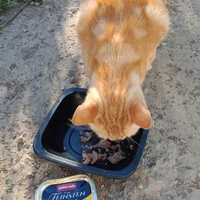 photo de livraison pour Les Chats-Pitresdelavi-Ste