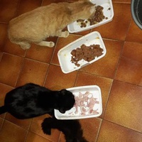 photo de livraison pour Une vie, Un chat