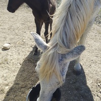 photo de livraison pour Equi-Libre : Droit à la Retraite Equine